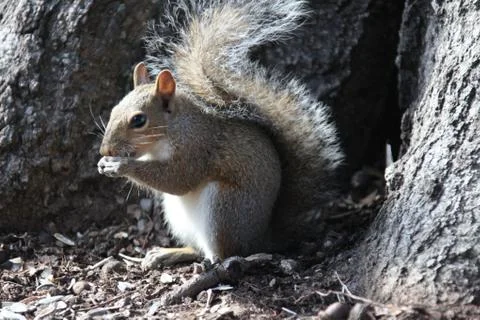Gray squirrel Stock Photos