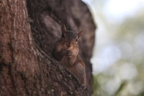 Gray squirrel Stock Photos