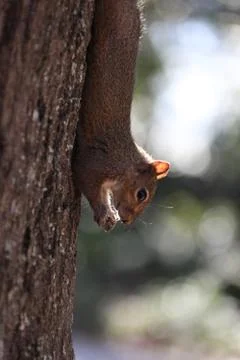 Gray squirrel Stock Photos