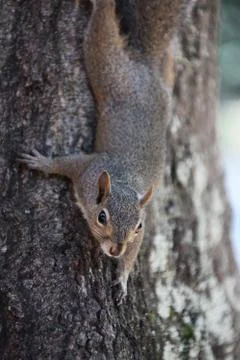 Gray squirrel Stock Photos