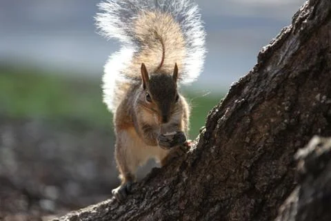 Gray squirrel Stock Photos