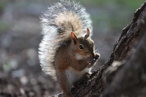 Gray squirrel Stock Photos