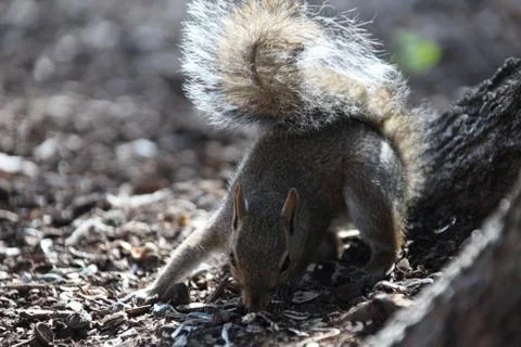 Gray squirrel Stock Photos