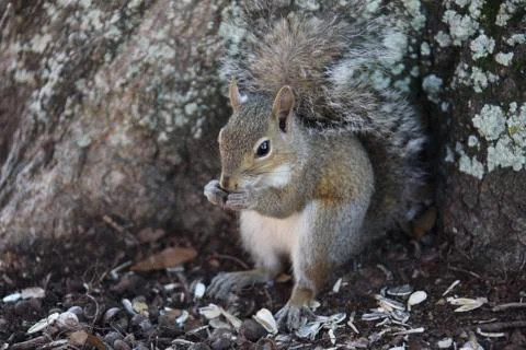 Gray squirrel Stock Photos