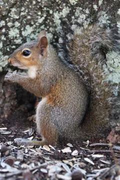 Gray squirrel Stock Photos
