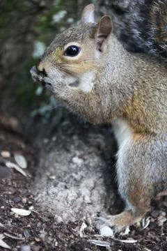 Gray squirrel Stock Photos