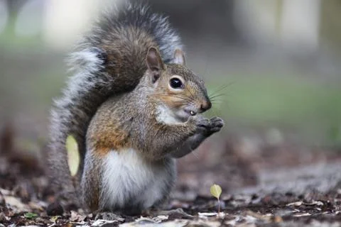 Gray squirrel Stock Photos
