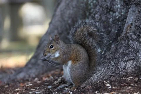Gray squirrel Foto stock