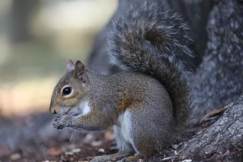 Gray squirrel Stock Photos
