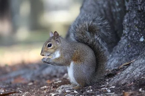 Gray squirrel Stock Photos