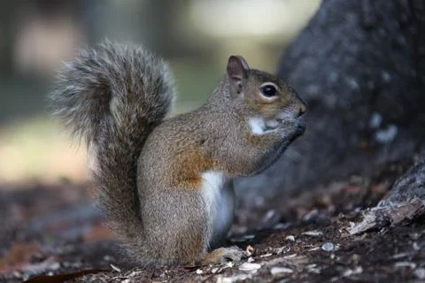 Gray squirrel Stock Photos