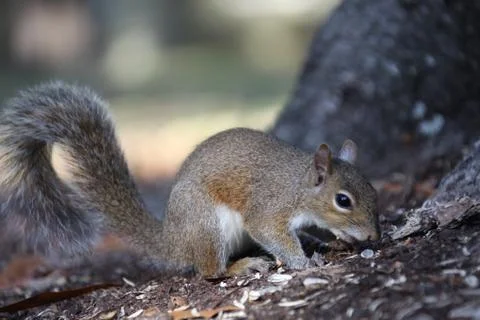 Gray squirrel Stock Photos