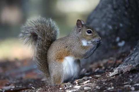 Gray squirrel Stock Photos