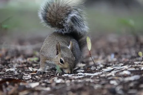 Gray squirrel Stock Photos
