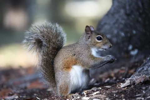 Gray squirrel Stock Photos