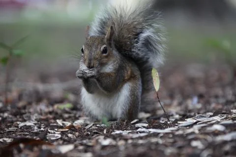 Gray squirrel Stock Photos