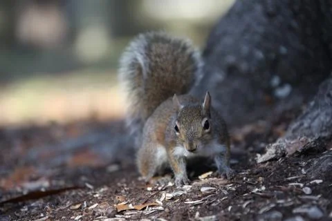 Gray squirrel Stock-Fotos