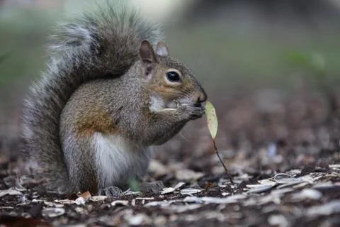 Gray squirrel Stock Photos