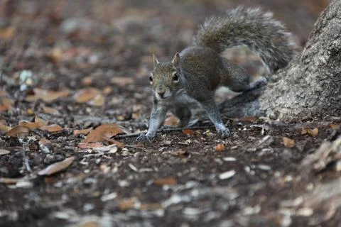 Gray squirrel Stock Photos
