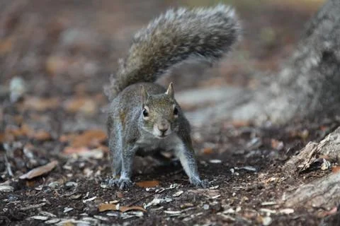 Gray squirrel Stock Photos