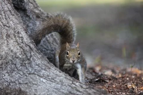 Gray squirrel Stock Photos