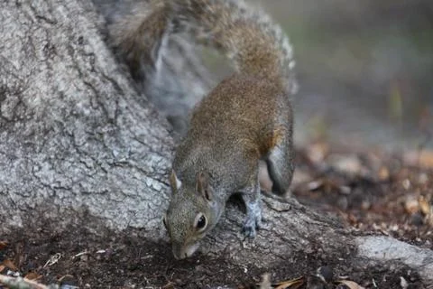 Gray squirrel Stock Photos