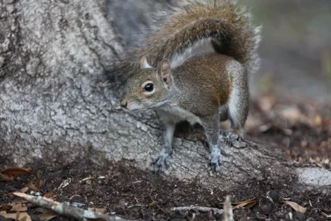 Gray squirrel Stock Photos