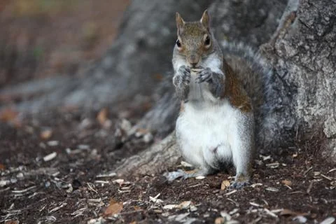 Gray squirrel Stock Photos