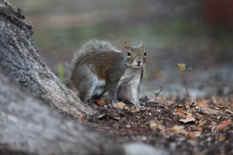 Gray squirrel Stock Photos