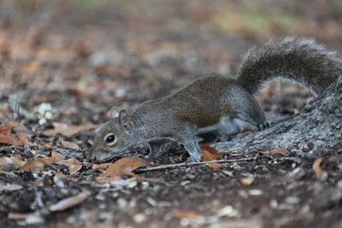 Gray squirrel Stock Photos