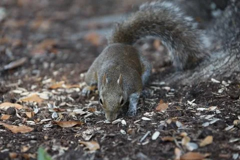Gray squirrel Stock Photos