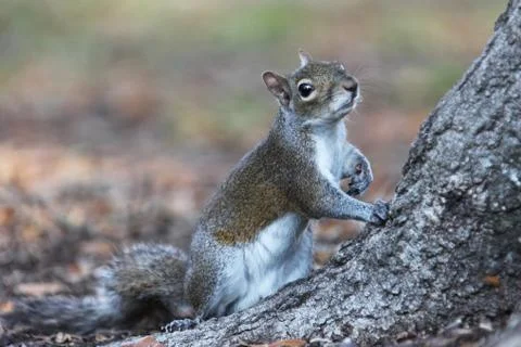 Gray squirrel Stock Photos