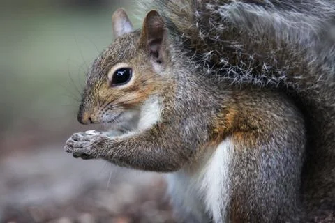 Gray squirrel Stock Photos