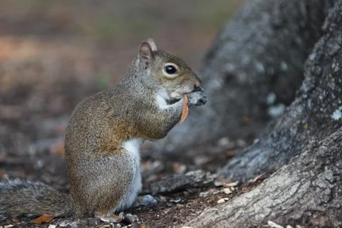 Gray squirrel Stock-Fotos