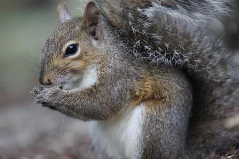 Gray squirrel Stock Photos