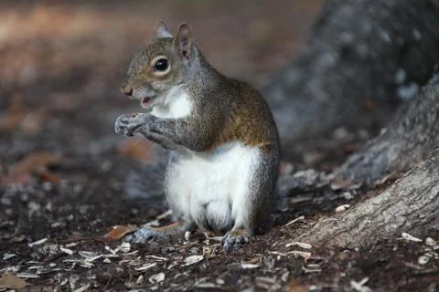 Gray squirrel Stock Photos