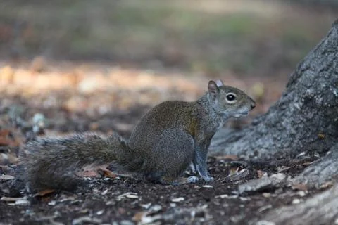 Gray squirrel Stock Photos