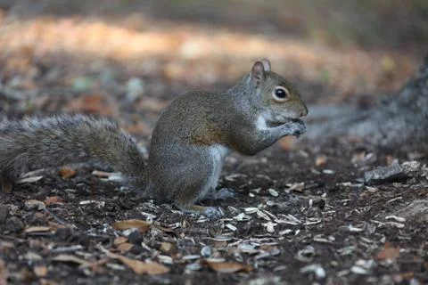 Gray squirrel Stock-Fotos