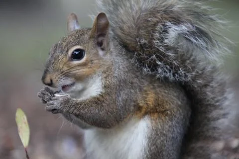 Gray squirrel Stock Photos