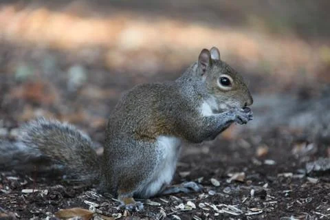 Gray squirrel Stock Photos