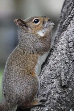 Gray squirrel Stock-Fotos