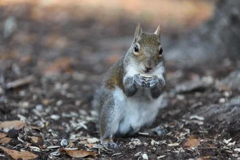 Gray squirrel Stock Photos