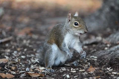 Gray squirrel Stock Photos