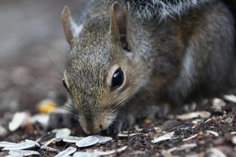 Gray squirrel Stock Photos