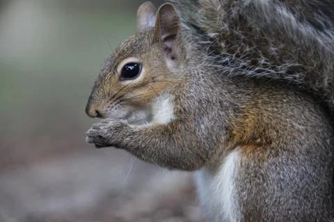 Gray squirrel Stock Photos