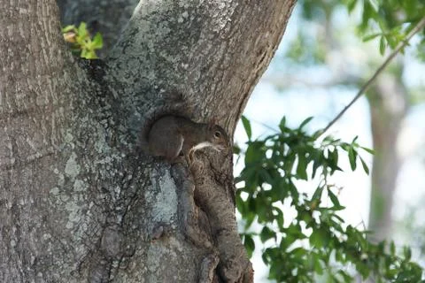 Gray squirrel Stock Photos