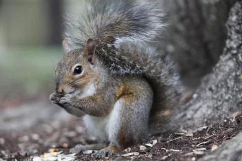 Gray squirrel Stock Photos