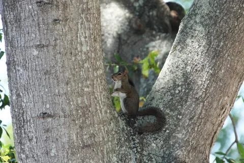 Gray squirrel Stock Photos