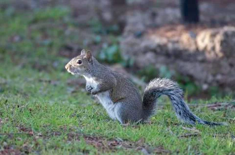Gray squirrel Stock Photos