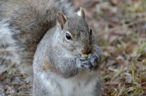 Gray Squirrel 스톡 사진